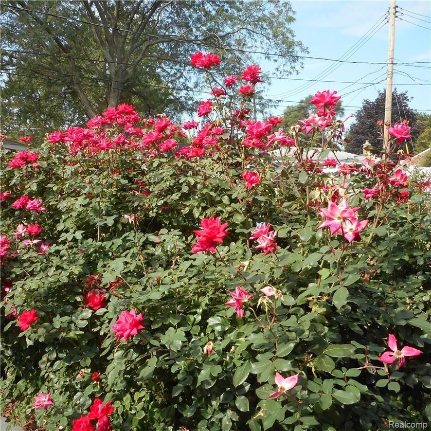 36790 Greenbush Road Wayne, MI 48184 - Photo 42 of 56 wall of roses surround the covered patio