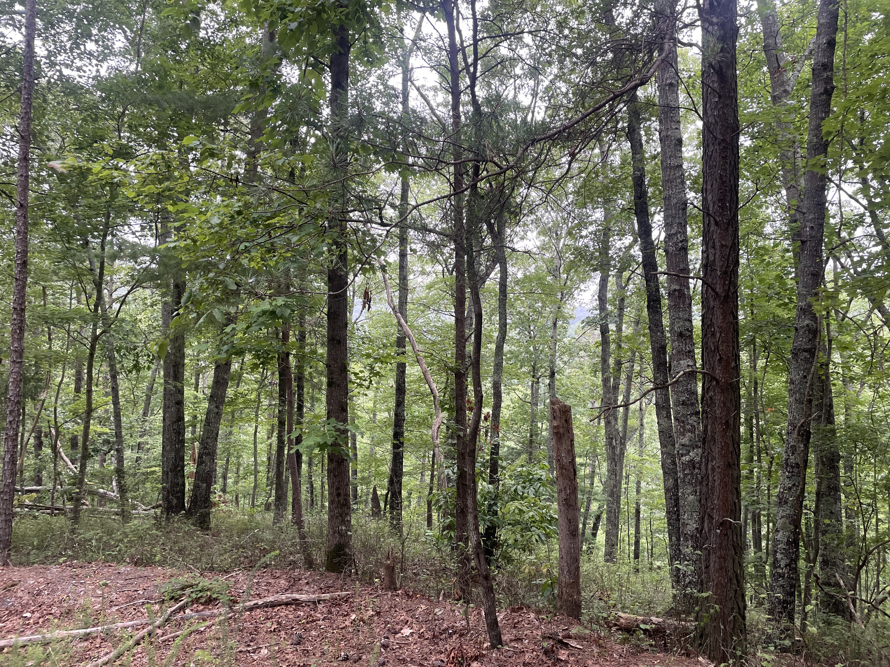 741 Forge Court Ranger, GA 30734 - Photo 2 of 13 a view of outdoor space and green space
