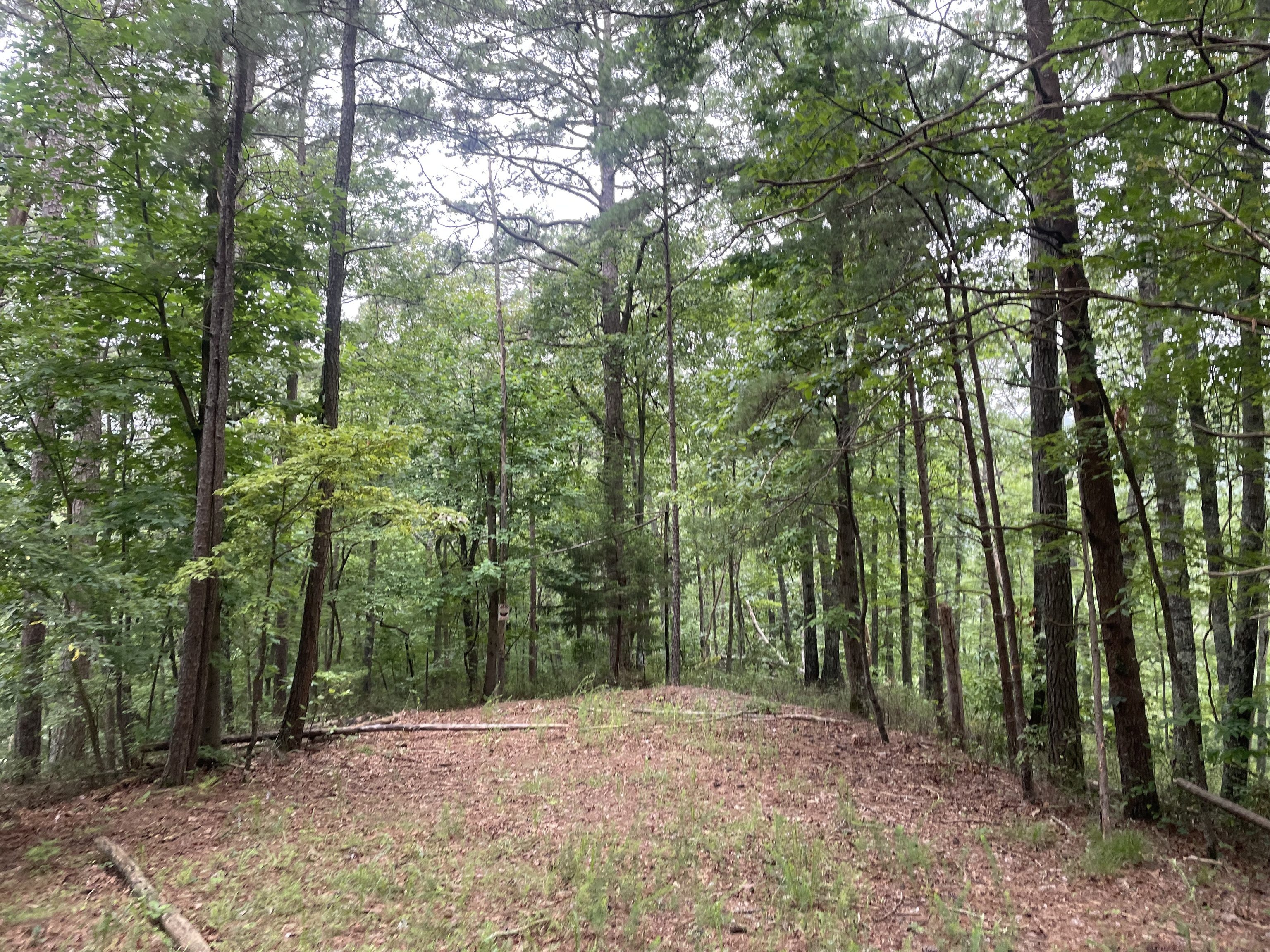 741 Forge Court Ranger, GA 30734 - Photo 4 of 13 a big yard with lots of green space and trees