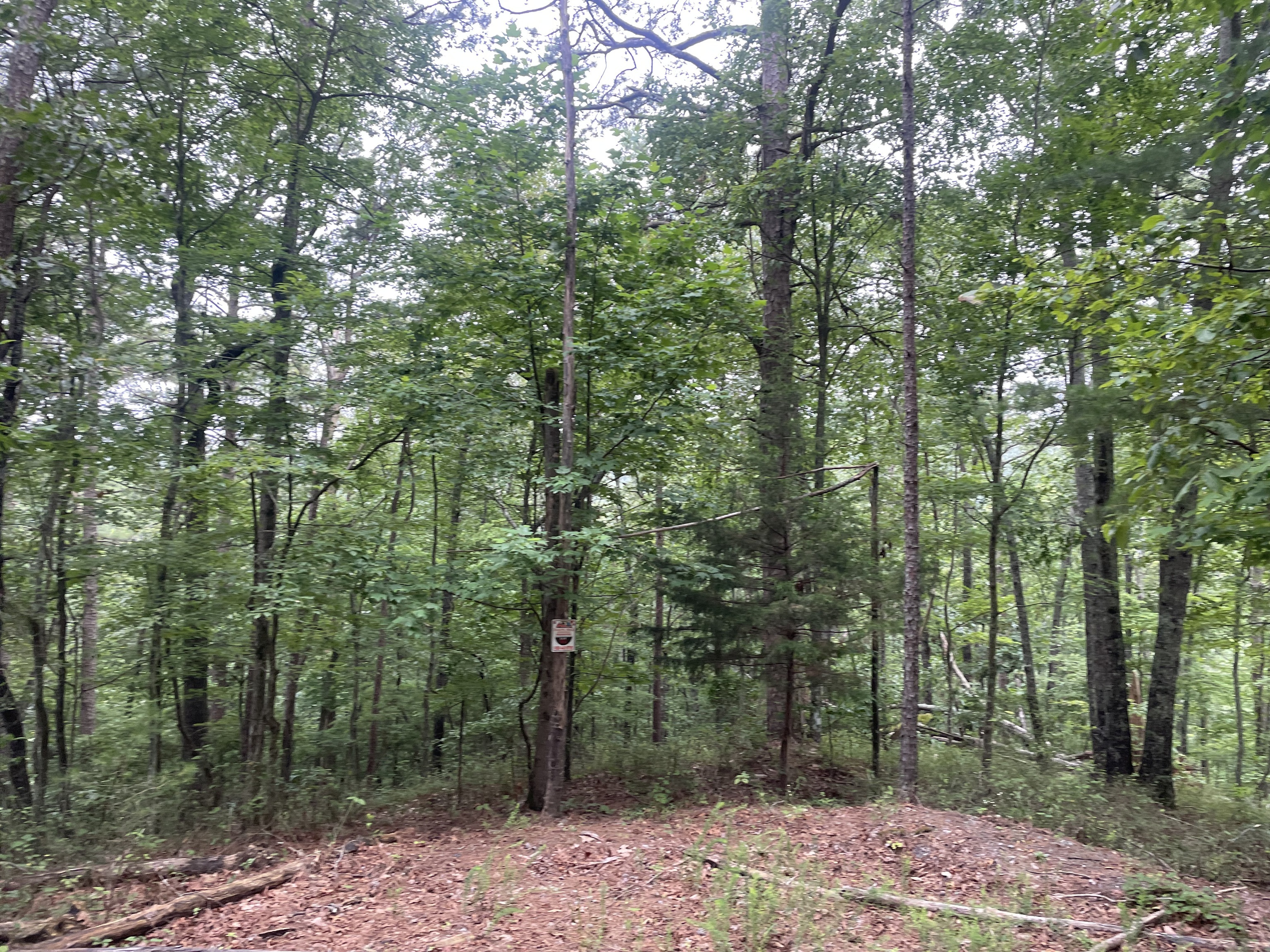 741 Forge Court Ranger, GA 30734 - Photo 5 of 13 a backyard of a house with lots of trees