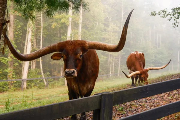 $15,500,000 | 1500 Pk Vista Trail, Dillard, GA 30537