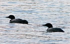 Lot 2 Kansas Road Bridgton, ME 04009 - Photo 4 of 8 Listen to the cry of the loons on a...