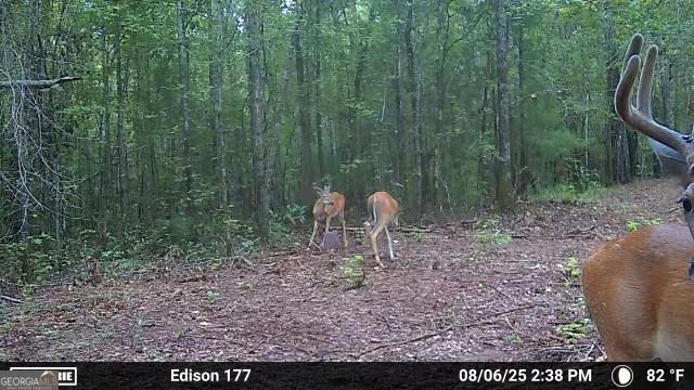 1 Fern Street Edison, GA 31986 - Photo 20 of 21