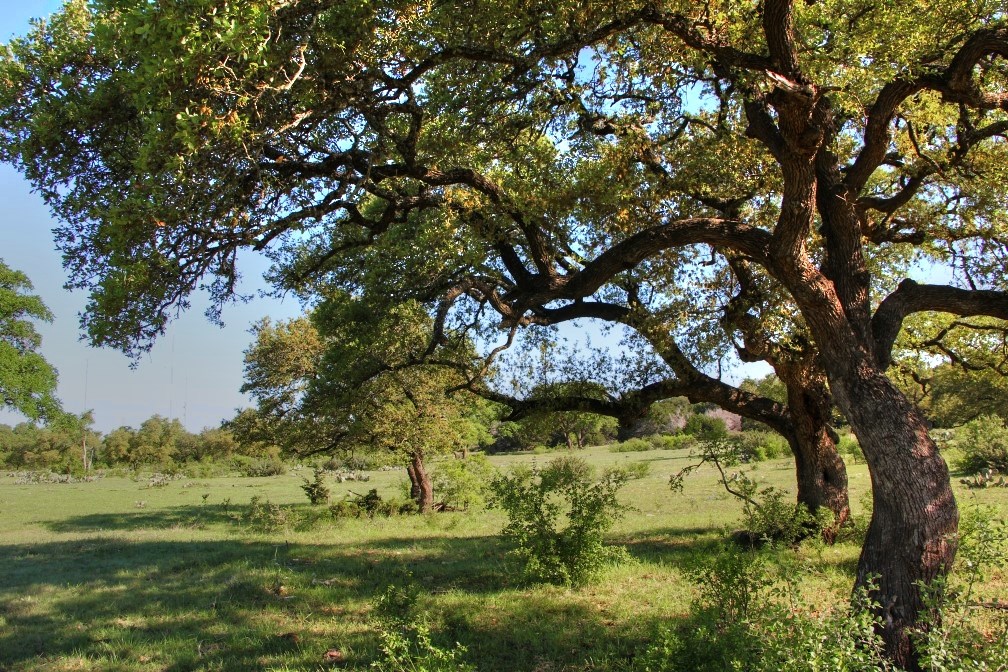 21 Crows Ranch Road Ranch Salado, TX 76571 - Photo 1 of 1 a view of a tree in a yard