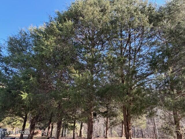 147 Shields Branch Road Tellico Plains, TN 37385 - Photo 3 of 7 Evergreens Front Yard View