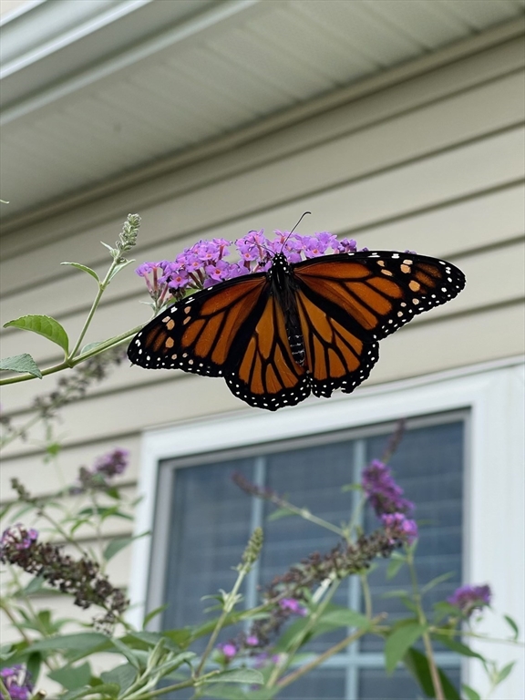 831 Ledgewood Way, Unit 831 Clinton, MA 01510 - Photo 40 of 41 a view of a potted plant