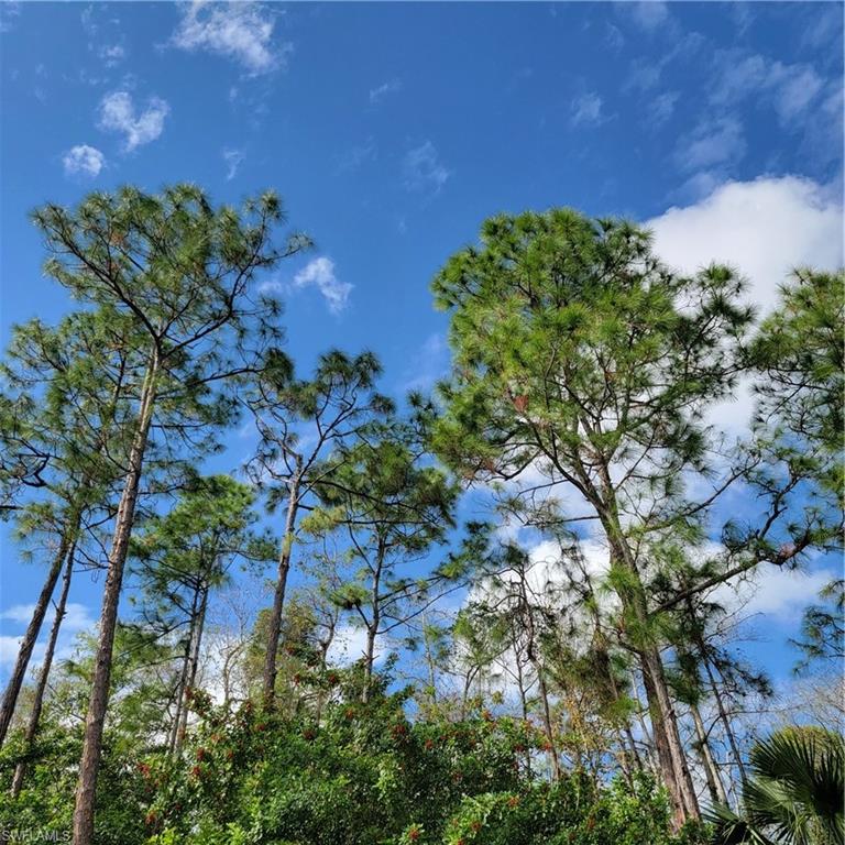 2nd Street Northeast Naples, FL 34120 - Photo 2 of 17 a view of a plant with a tree in a background