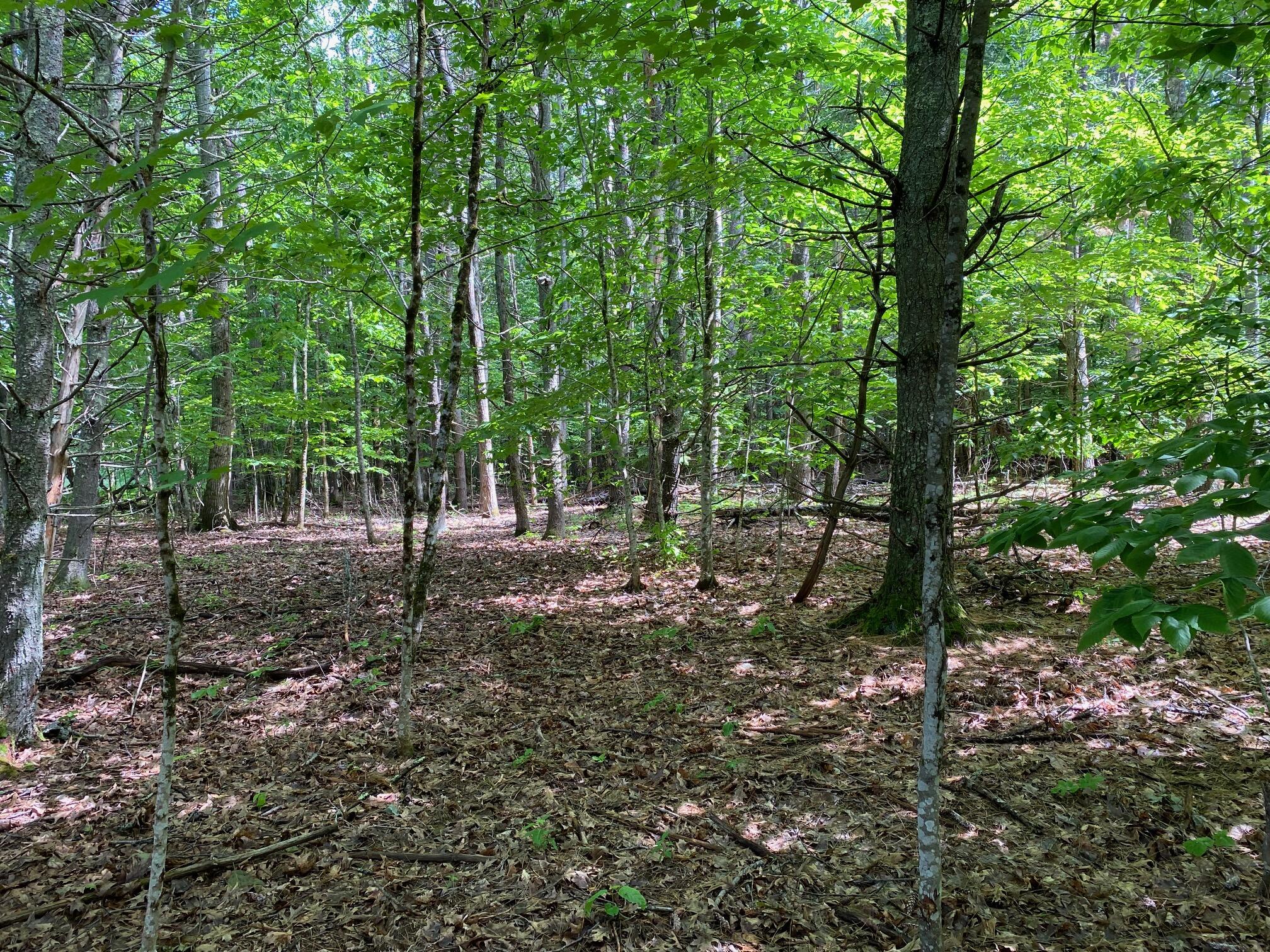 0 Deering Drive Gorham, ME 04038 - Photo 3 of 12 IMG_9493