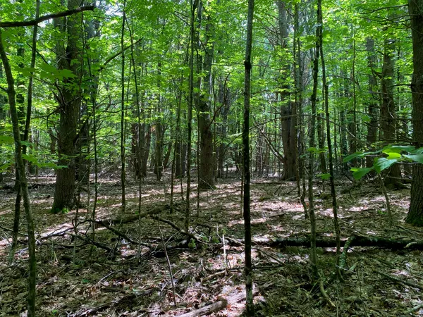 $495,000 | 0 Deering Drive, Gorham, ME 04038