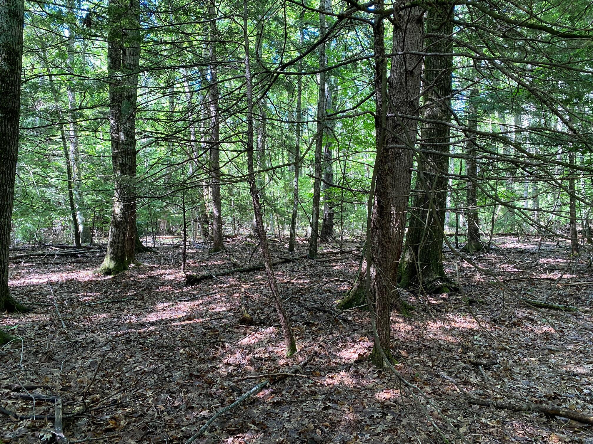 0 Deering Drive Gorham, ME 04038 - Photo 9 of 12 IMG_9500