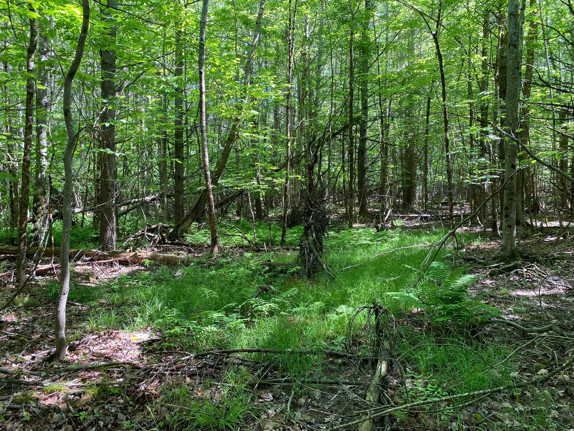 0 Deering Drive Gorham, ME 04038 - Photo 10 of 12 IMG_9501