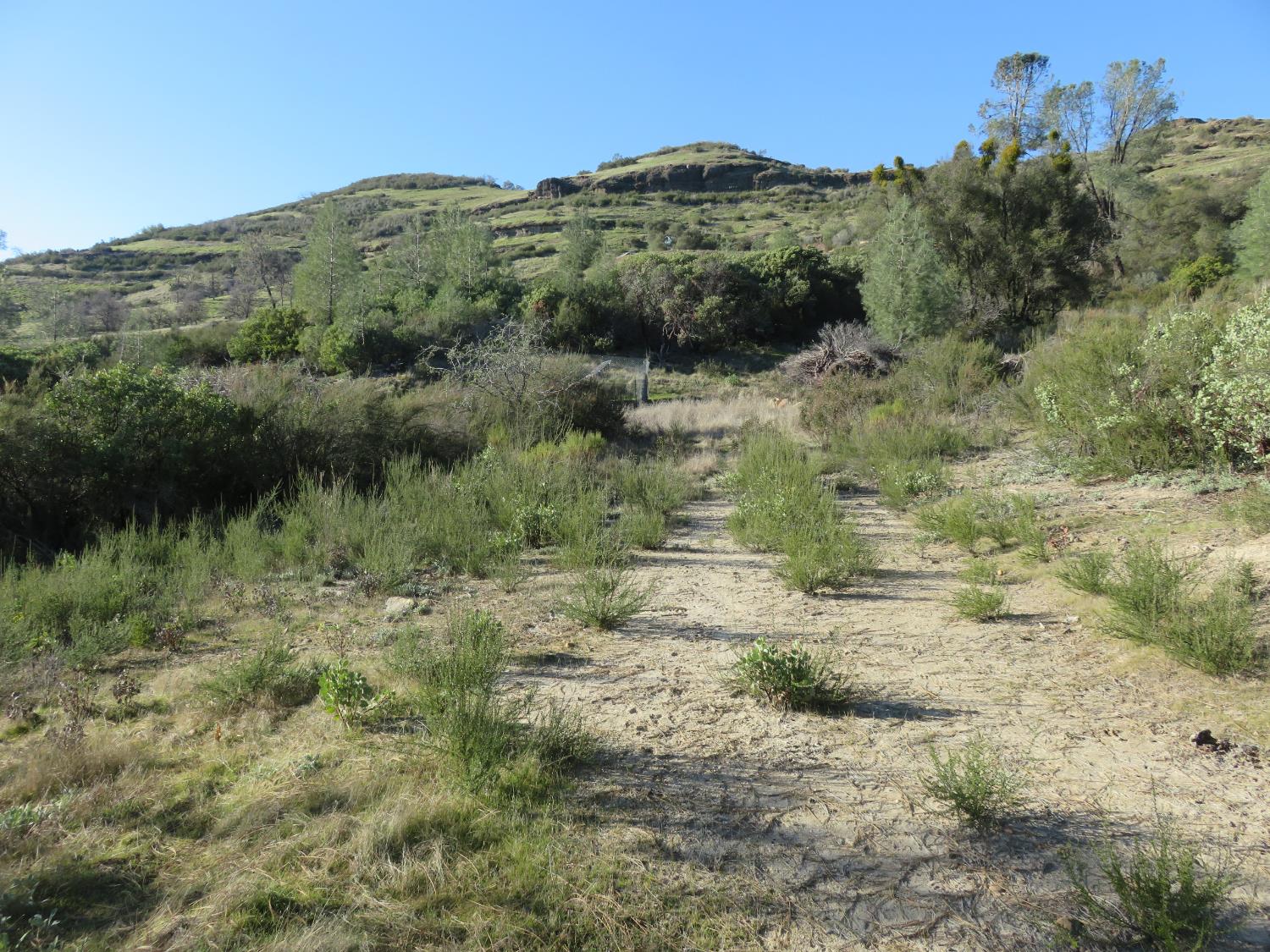 0 White Rock Road Mountain Ranch, CA 95246 - Photo 13 of 37 a view of a lush green forest with lots of trees
