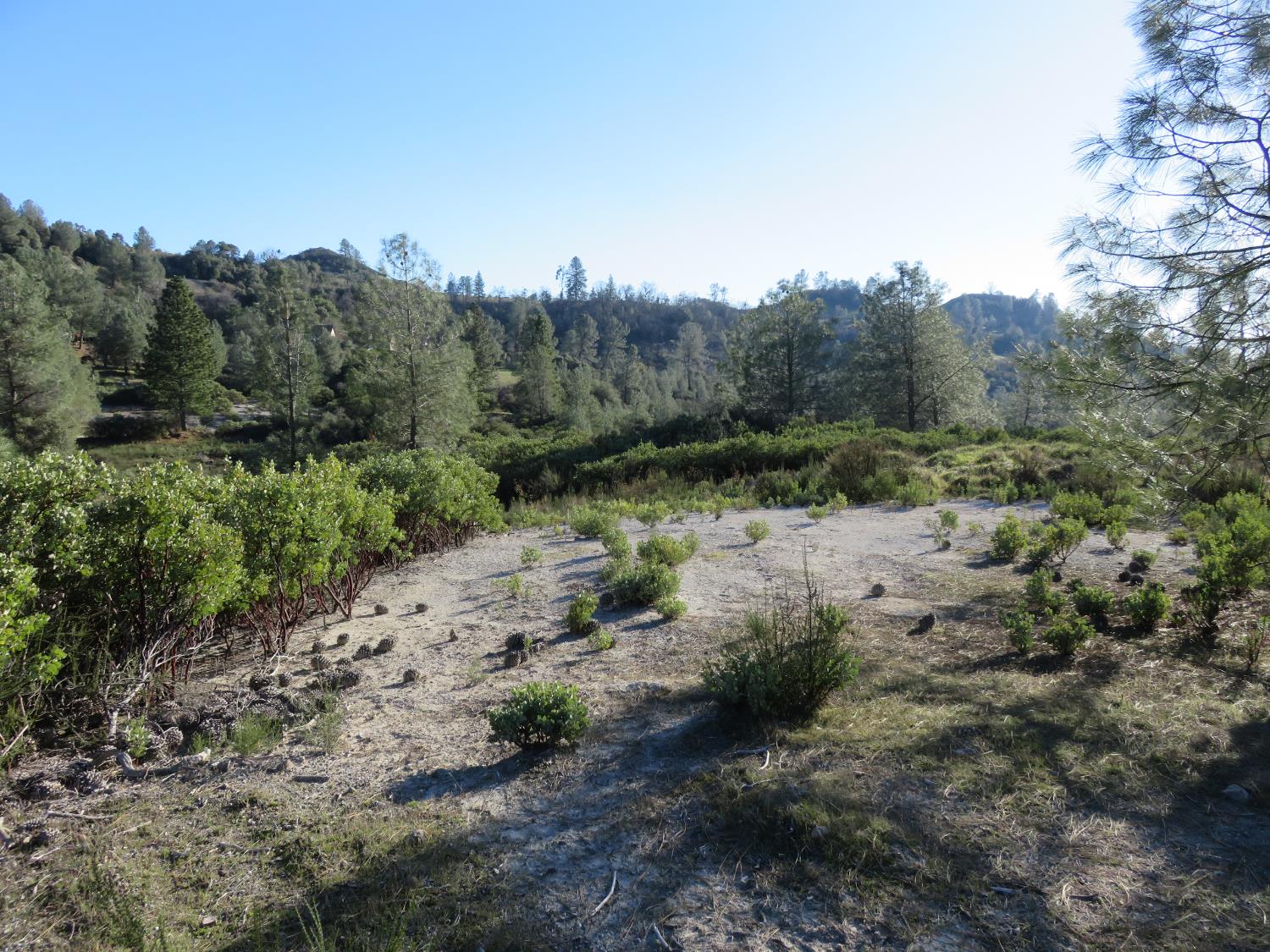 0 White Rock Road Mountain Ranch, CA 95246 - Photo 14 of 37 a view of a forest with trees in the background