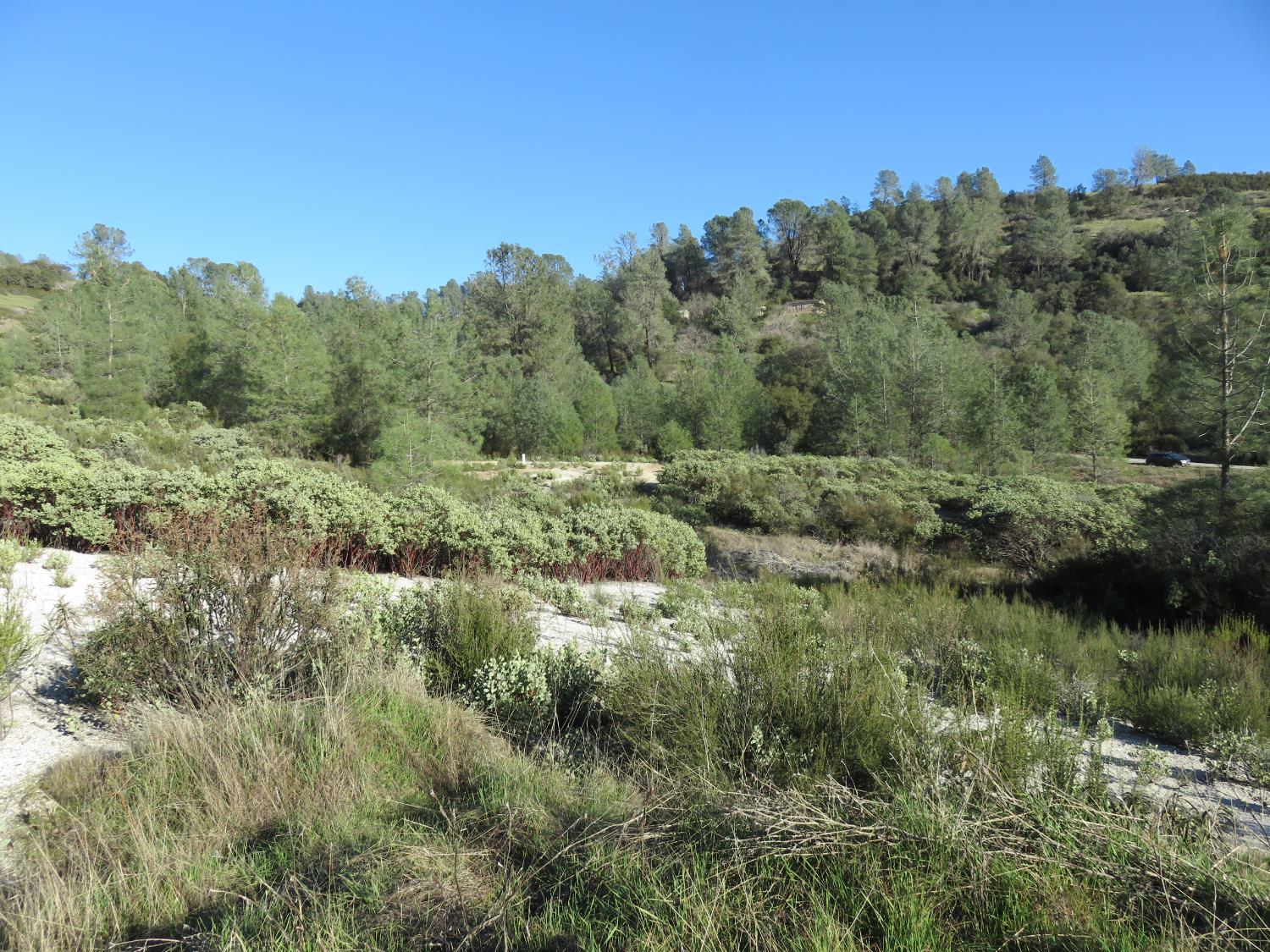 0 White Rock Road Mountain Ranch, CA 95246 - Photo 15 of 37 a view of a lush green forest with trees and sky view