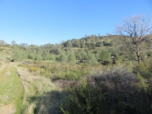 a view of a field of grass and trees