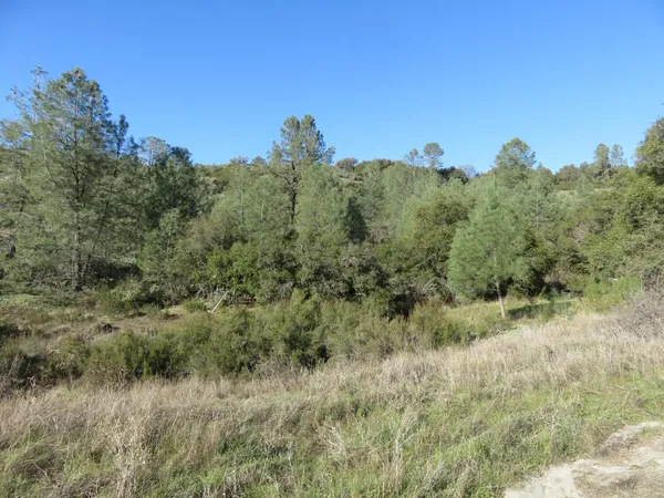a view of a forest with a street