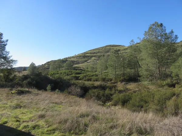 a view of a forest with a mountain in the background
