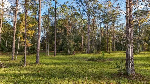 a view of a yard with plants and large trees