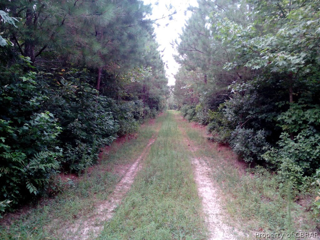 57.4-ac 57.4-ac Poplar Grove Road Center Cross, VA 22437 - Photo 5 of 12