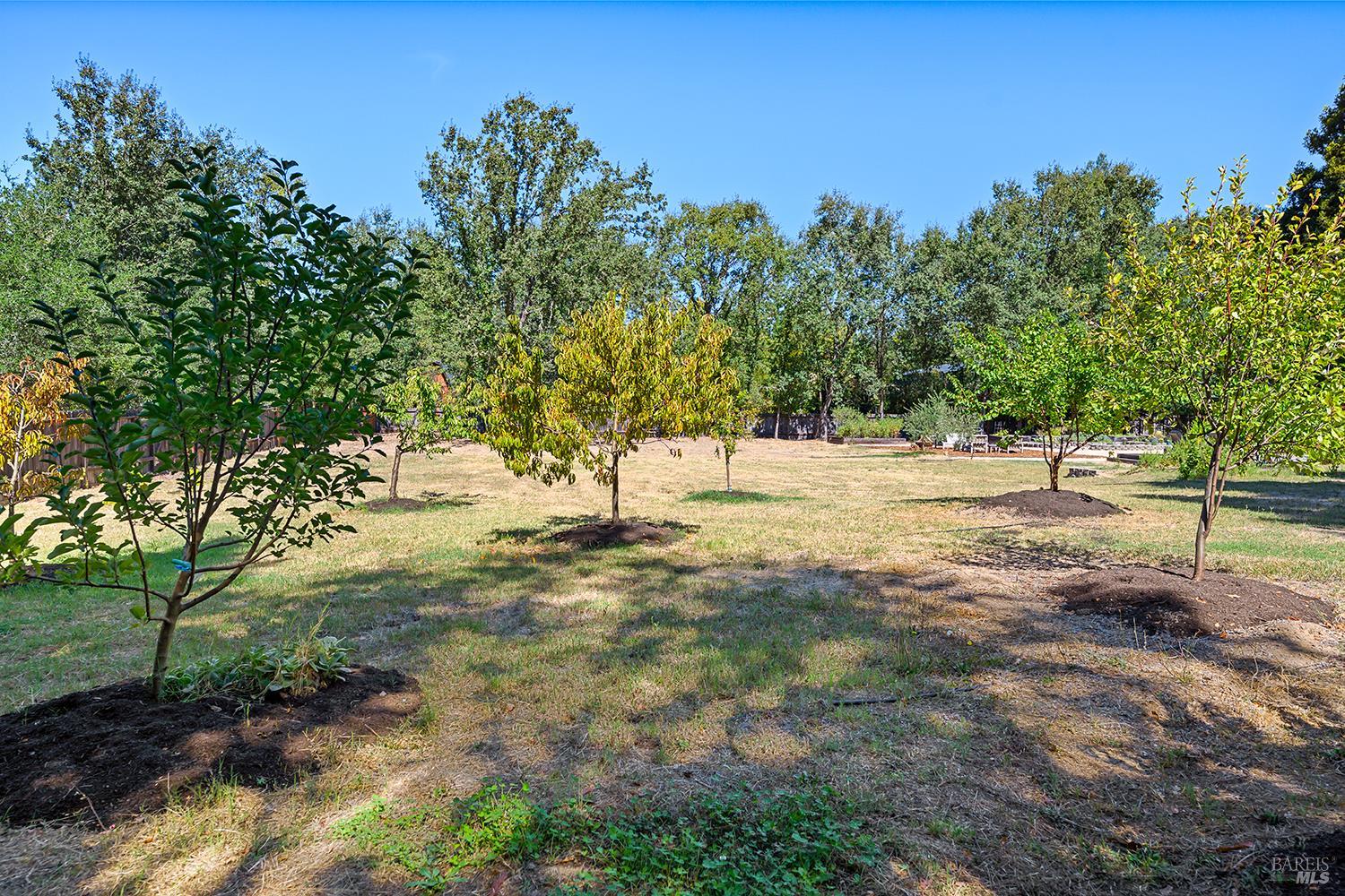 231 Zinfandel Road Healdsburg, CA 95448 - Photo 40 of 47 Fruit trees