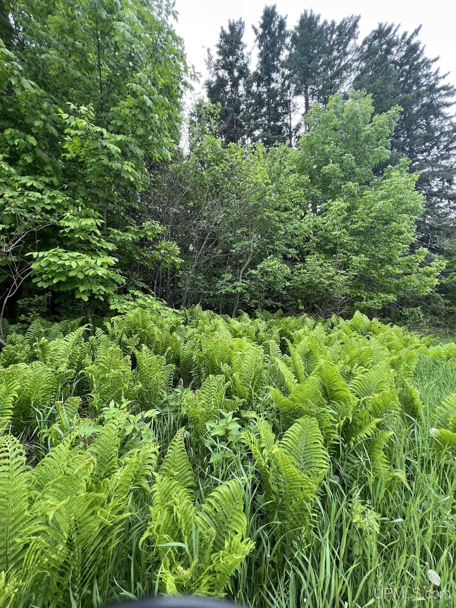 N7751 Norway Lake Road Felch, MI 49831 - Photo 60 of 71