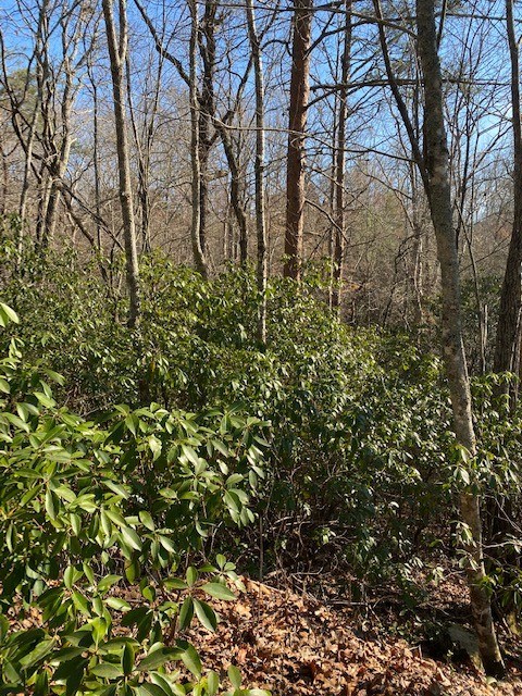 Lot 52 Yellowbird Trail Blue Ridge, GA 30513 - Photo 4 of 5 a view of a yard
