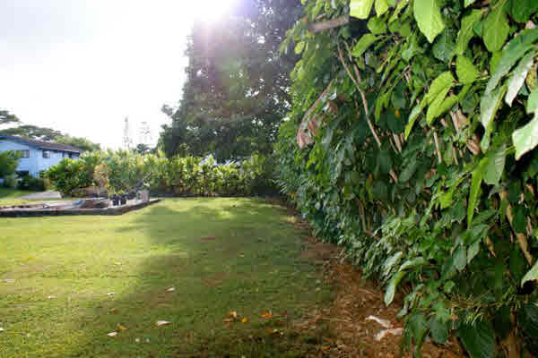 4473 Pili Road Kilauea, HI 96754 - Photo 6 of 8 Gallery Image 6