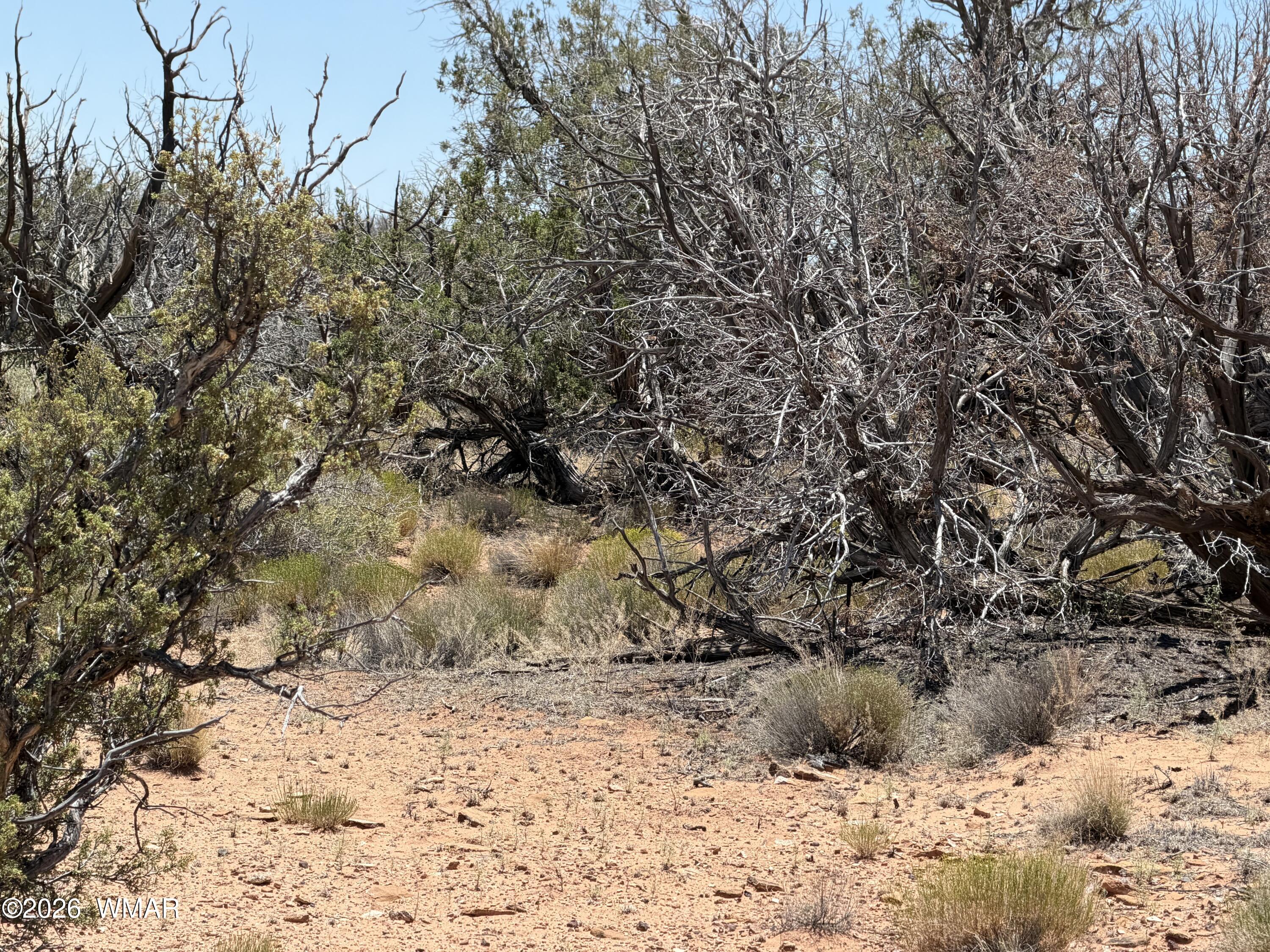 Lot 276 Chev Canyon Ranch, Unit 3 Overgaard, AZ 85933 - Photo 15 of 18