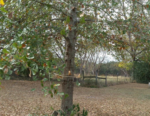 397 Maddox Road Ochlocknee, GA 31773 - Photo 1 of 1 Main View