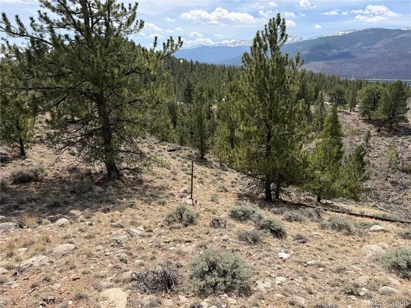 a view of a bunch of trees