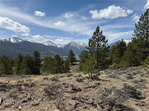 a view of a forest with a mountain
