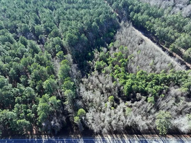a view of a forest with a tree