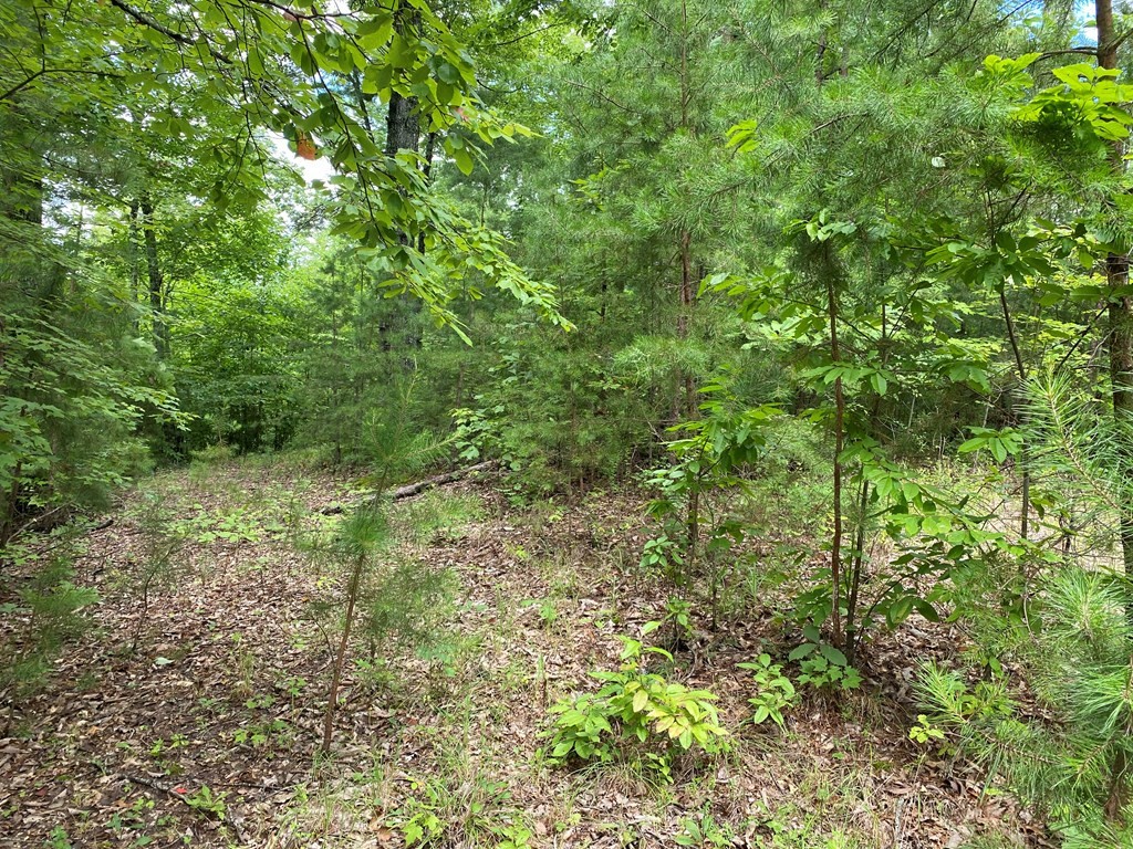 25 Fox Hunters Way Sevierville, TN 37876 - Photo 4 of 8