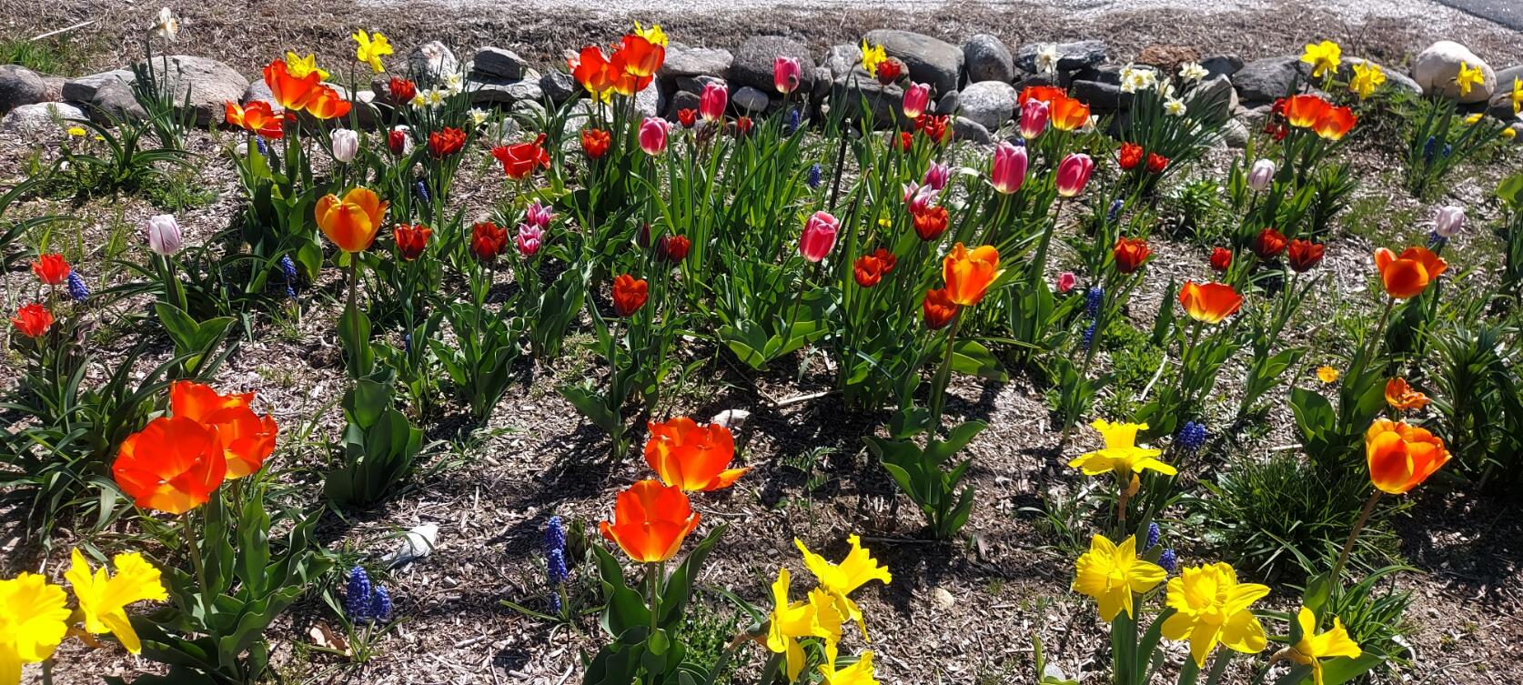 444 West Auburn Road Auburn, ME 04210 - Photo 59 of 64 444 Front Garden
