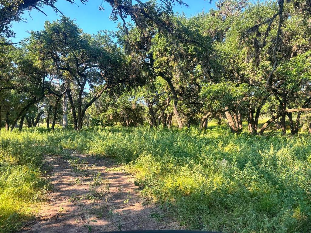 380 South Rr 335 Barksdale, TX 78828 - Photo 22 of 29 a view of a yard with plants and large trees