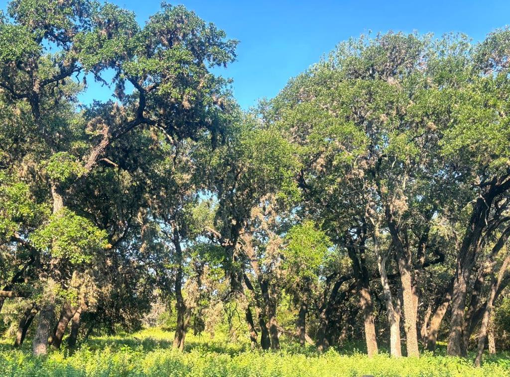 380 South Rr 335 Barksdale, TX 78828 - Photo 29 of 29