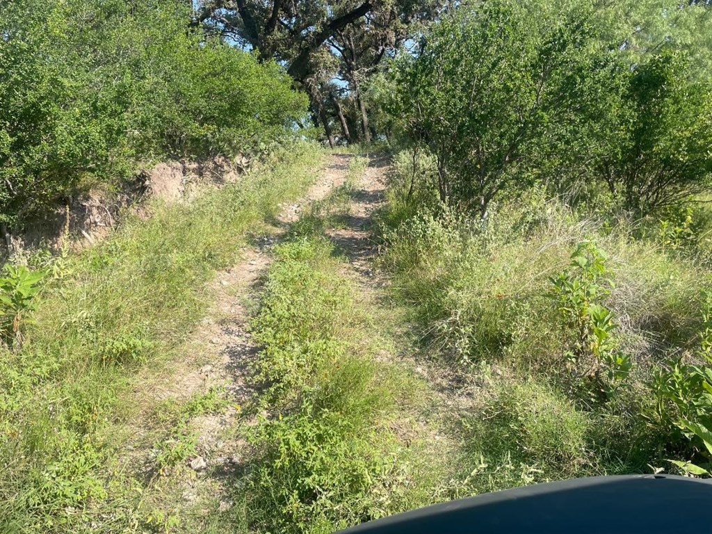 380 South Rr 335 Barksdale, TX 78828 - Photo 4 of 29 a view of a lush green forest with large trees