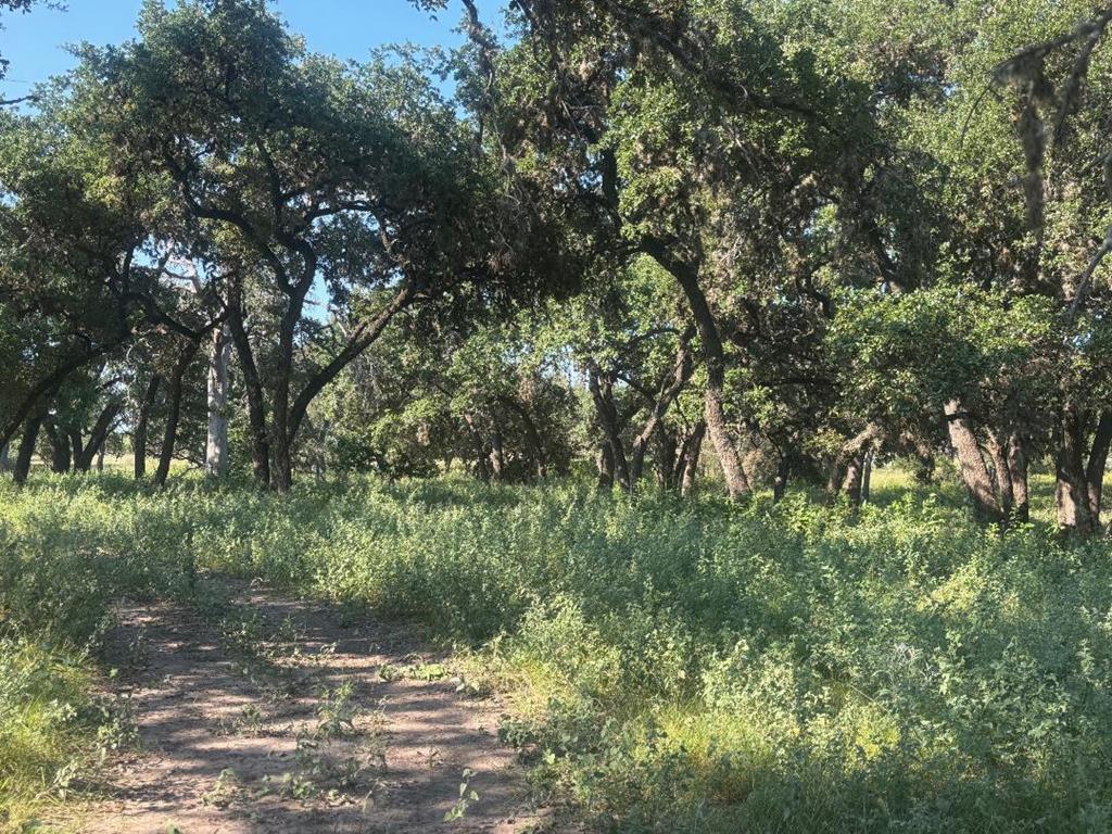 380 South Rr 335 Barksdale, TX 78828 - Photo 8 of 29 a view of a forest