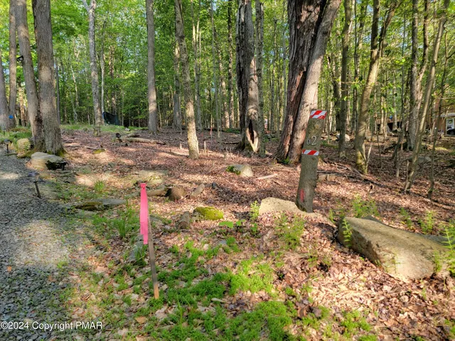a fire hydrant in middle of the forest