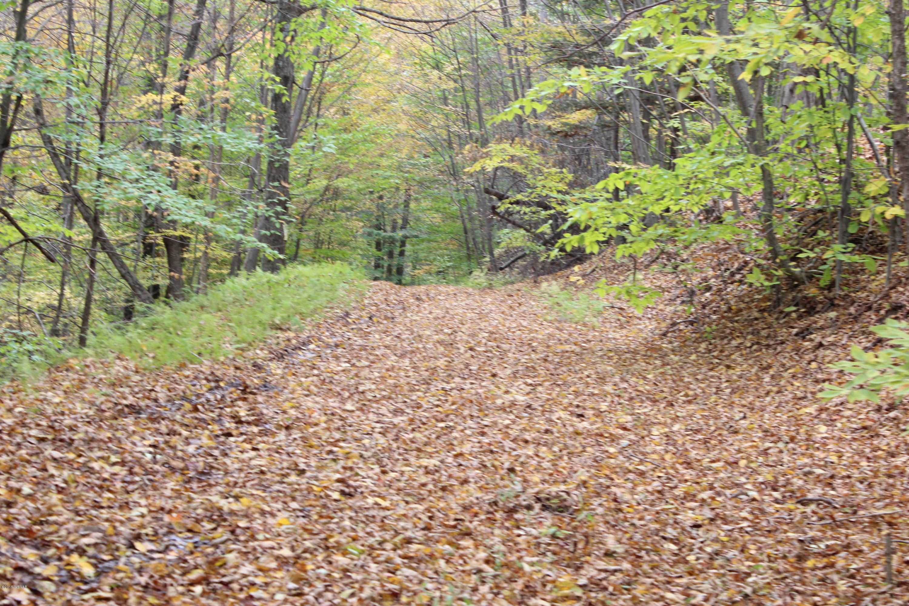 0 Flooks Run Road Trout Run, PA 17771 - Photo 11 of 21 IMG_4322