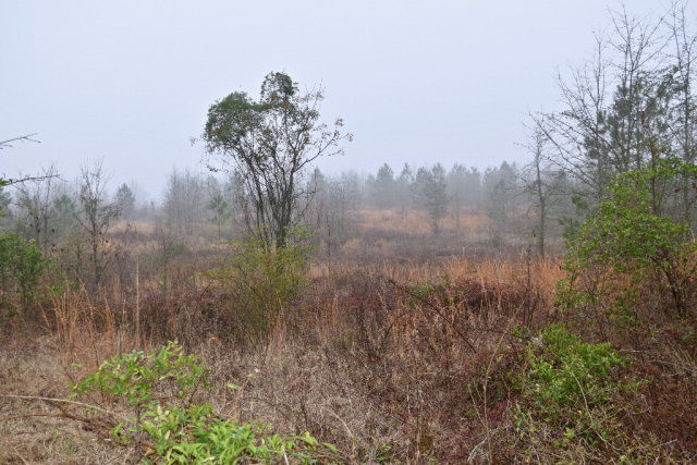 Lot 9 Archie Ware Road Ridge Spring, SC 29129 - Photo 5 of 5