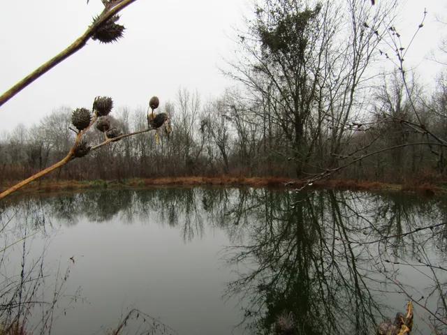 a view of a lake in between two trees