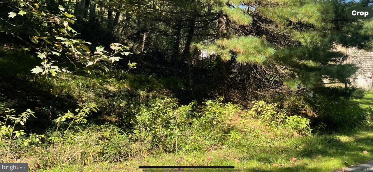 Pinewood Road Earleville, MD 21919 - Photo 3 of 4