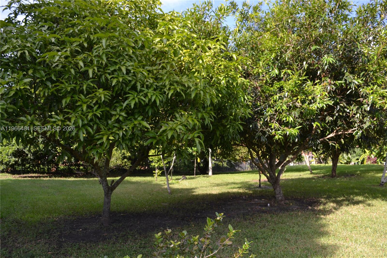 5425 Southwest 190th Avenue, Unit 1 Southwest Ranches, FL 33332 - Photo 55 of 56 a view of a tree in a yard