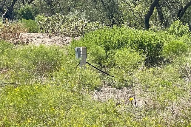a view of a yard with plants and large trees