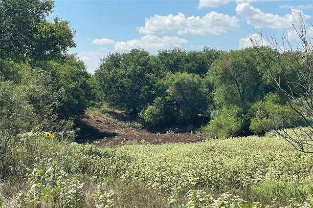 a view of a bunch of trees and bushes