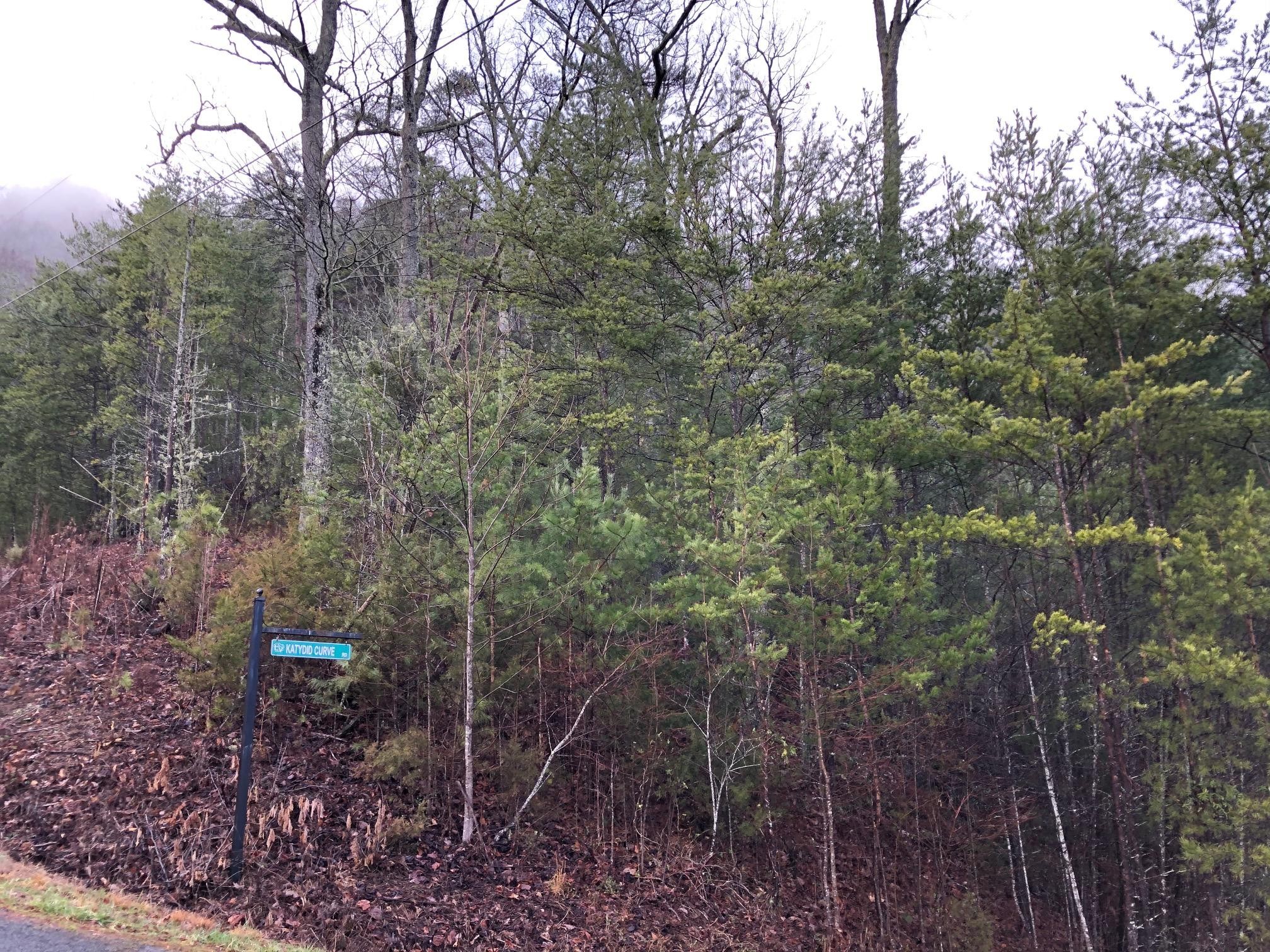 0 Bear Den Road Townsend, TN 37882 - Photo 11 of 16 a view of a forest with a trees