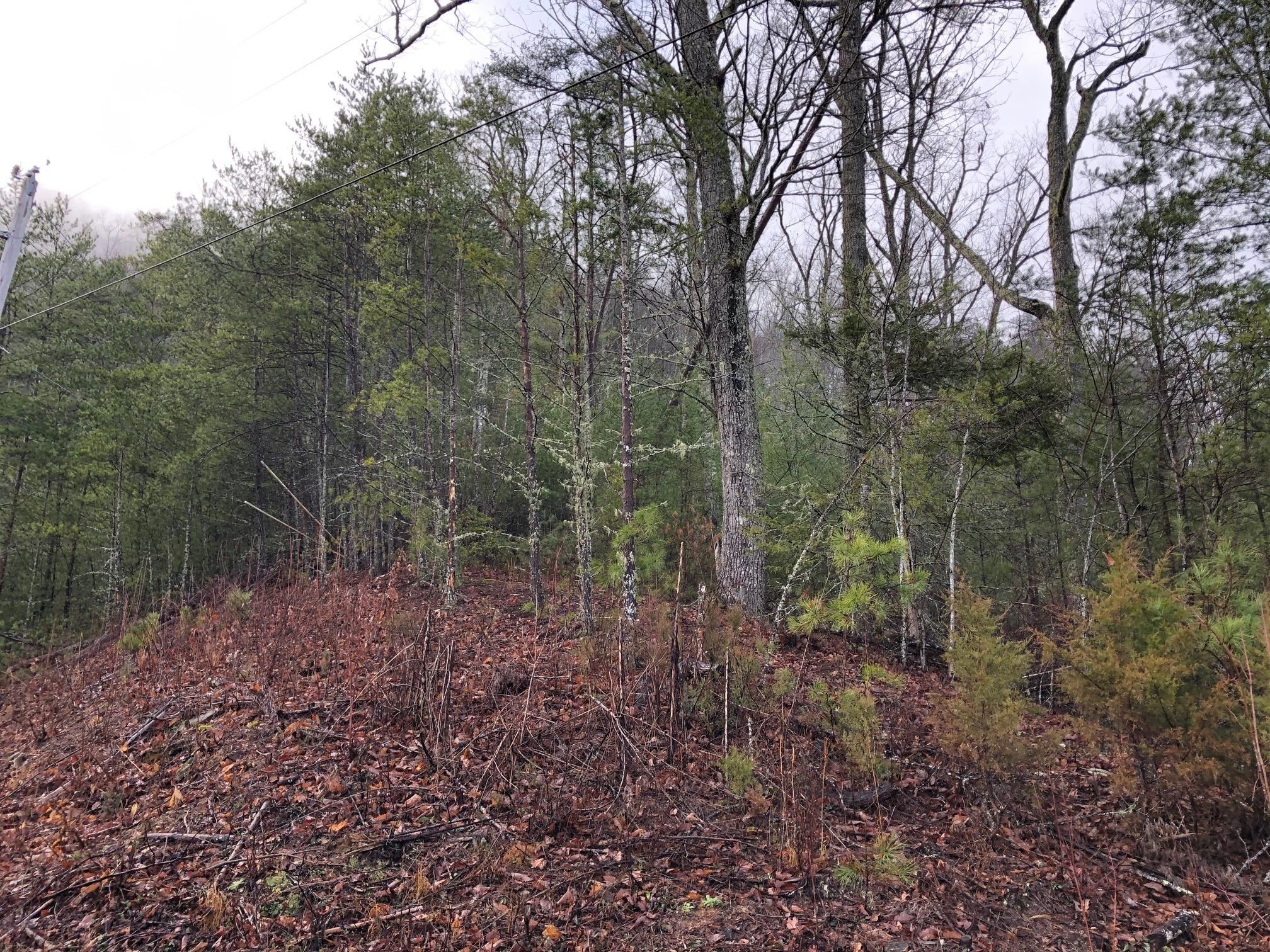 0 Bear Den Road Townsend, TN 37882 - Photo 12 of 16 a view of a forest that has large trees