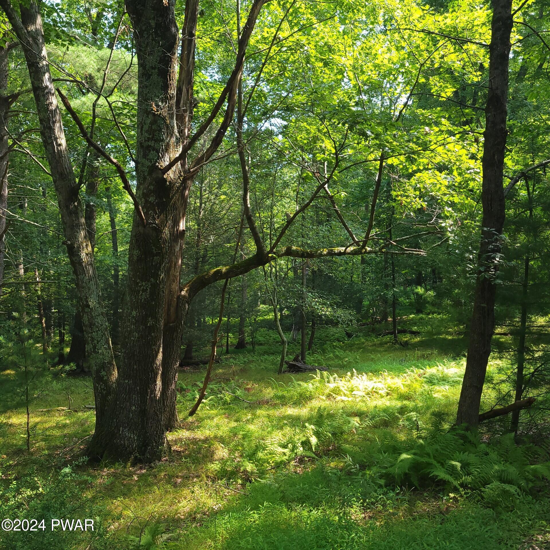 Lot 35 Pine Tree Road Gouldsboro, PA 18424 - Photo 4 of 8