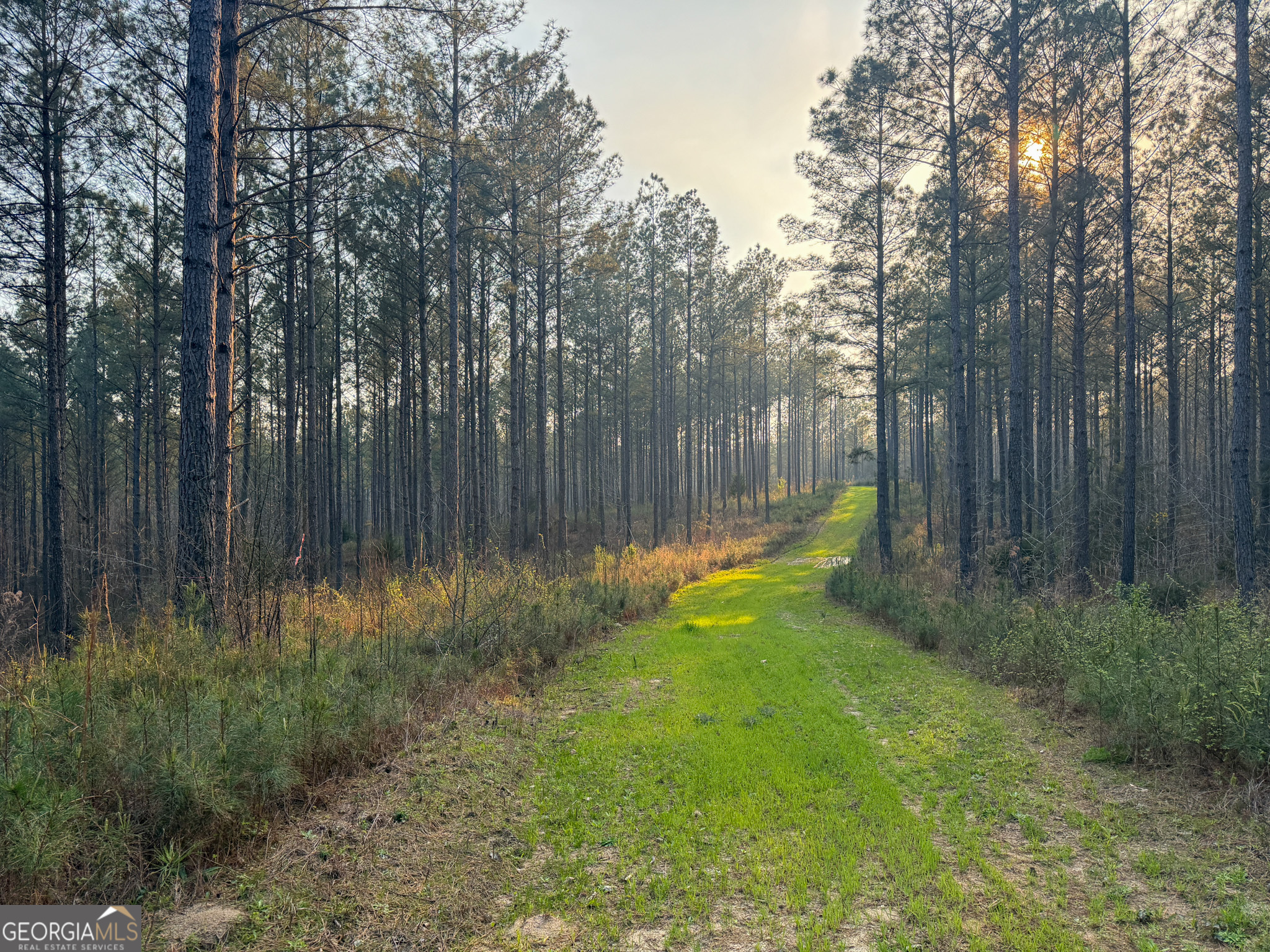 117 Acres On Mccosh Mill Road Franklin, GA 30217 - Photo 3 of 24